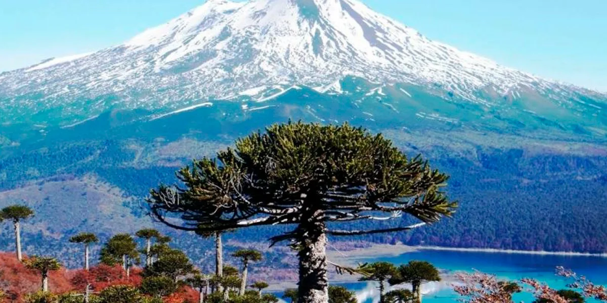 Paisaje de la Araucanía con araucarias, un lago y un volcán nevado.
